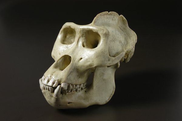 This a cast of a male gorilla, Gorilla gorilla, skull.