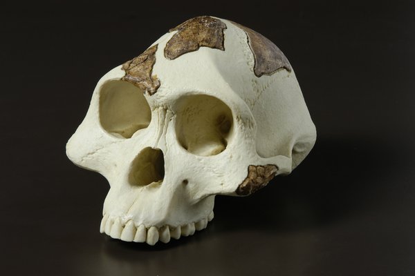 ‘Lucy’ Australopithecus afarensis skull