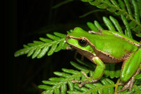 Frog on a fern leave