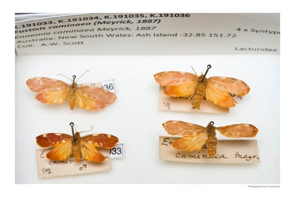 Eustixis caminaea from the Scott collection