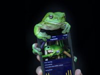 Frog sitting on a mobile phone