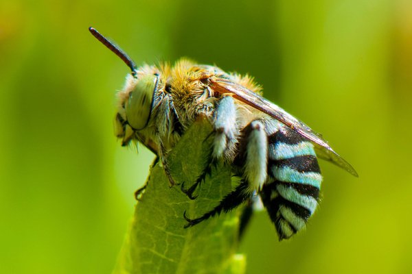 Australian Blue-Banded Bee