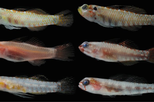 Specimens of different species of the goby genus Eviota collected at Lizard Island. All are less than 3 cm long.