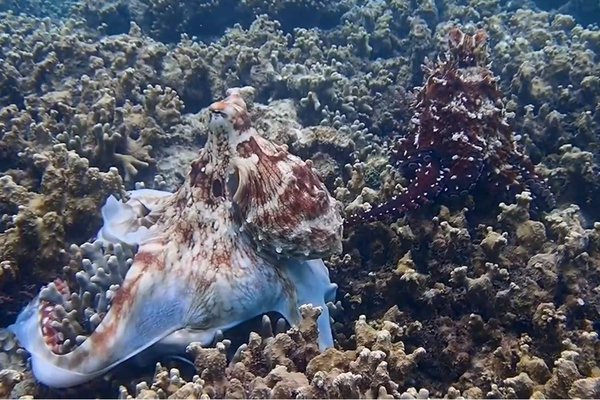 Video capture of the Octopus Pair at Lizard Island.