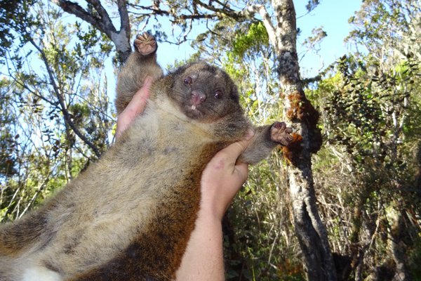 Coppery Ring-Tailed Possum - the world's biggest ring-tailed possum.