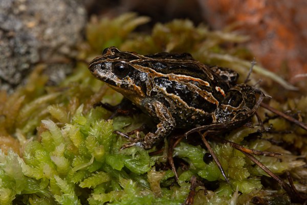 The Common Eastern Froglet (Crinia signifera) is the frog species with the most records in the FrogID database.