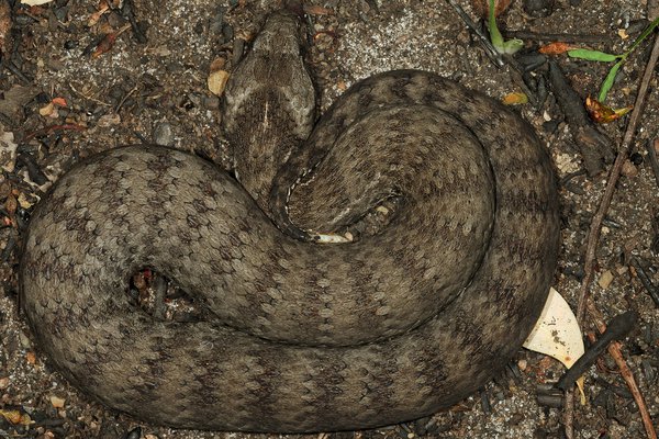 Death adder snake