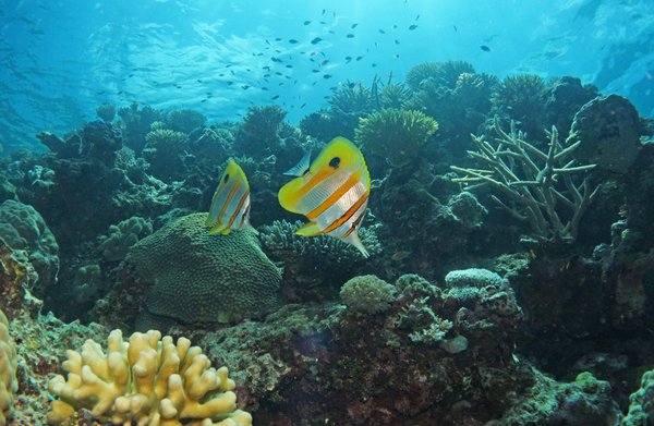 Underwater photograph of the reef at Lizard Island.