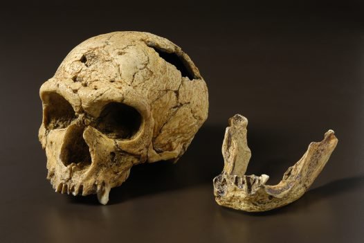 Homo neanderthalensis skull
