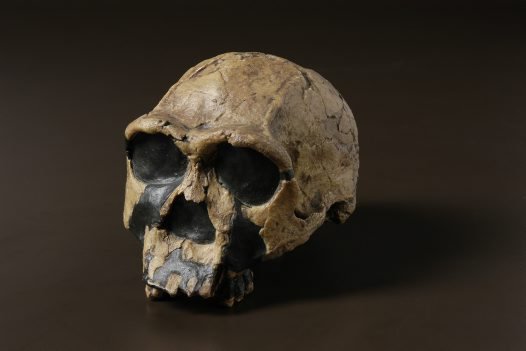 Female Homo ergaster skull