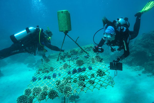 Coral Nurture Program, University of Technology Sydney and Wavelength Reef Cruises