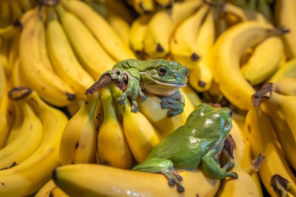 Frogs and Bananas