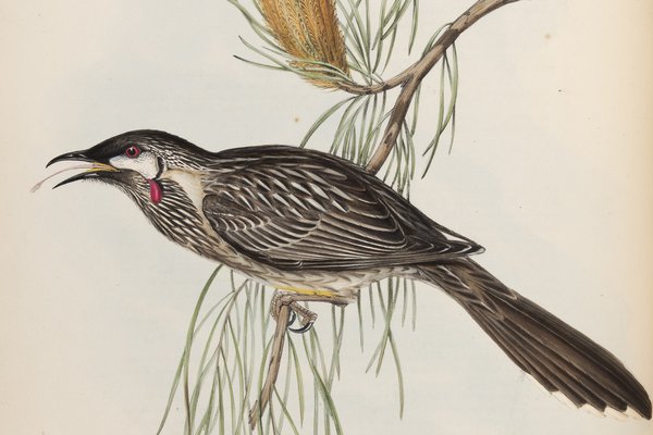 The Birds of Australia: in seven volumes 04