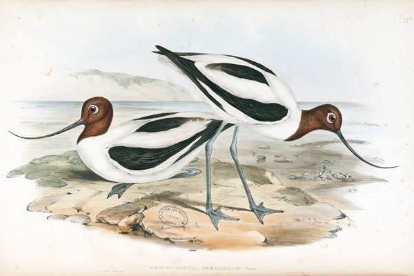 The Birds of Australia: in seven volumes 06