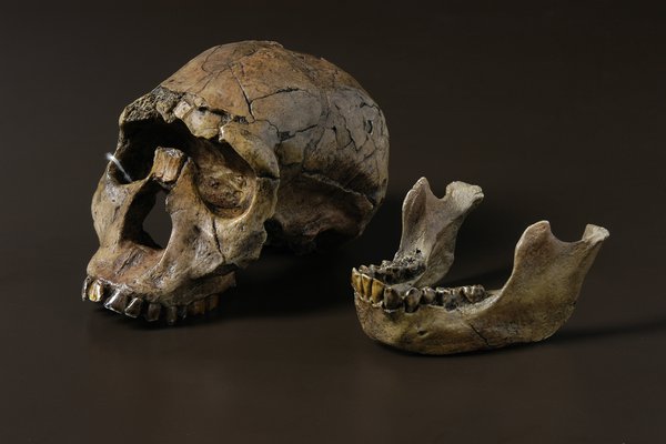Humanoid Skulls: ‘Turkana Boy’ Homo ergaster skull