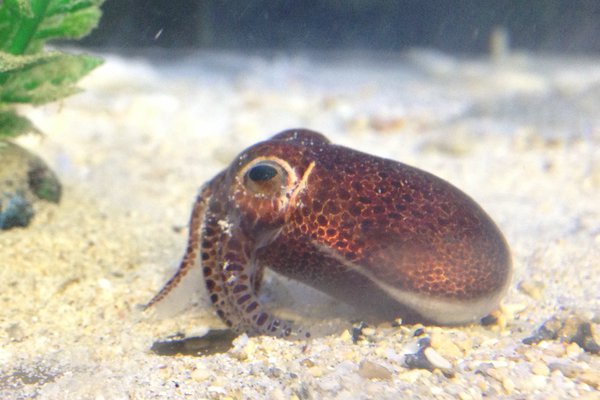 Euprymna brenneri, Bobtail Squid