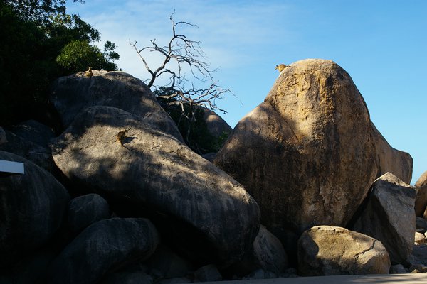 Some wallaby on rocks photos of  P. assimilis Magnetic island