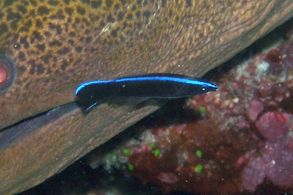 A juvenile bluestreak wrasse attending to a fearsome predator – a giant moray eel Gymnothorax javanicus