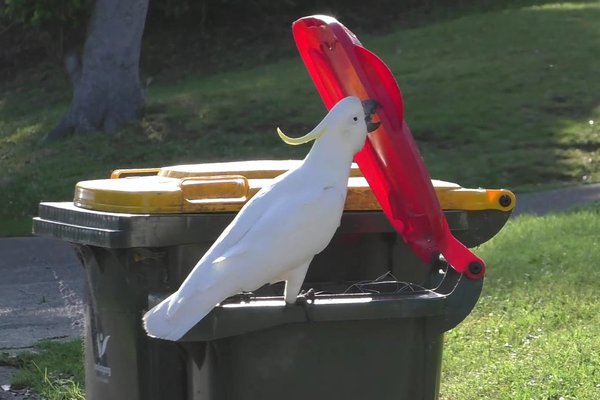 A sulphur-crested cockatoo opening the lid of a household waste bin.