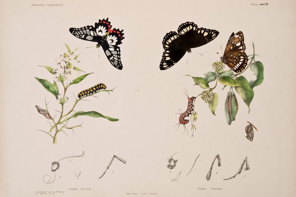 Austrailan Lepidoptera and their Transformations Volume 2, page 63