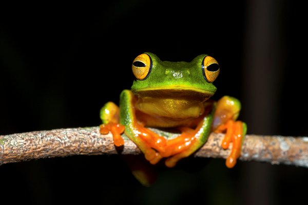 Frog on a branch