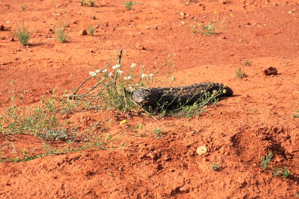 A shingleback found in its natural environment in NSW prior to genetic sampling.