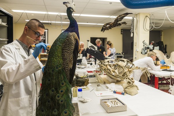 Scientist repairing a peacock specimen