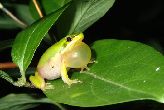 Calling male Eastern Dwarf Tree Frog