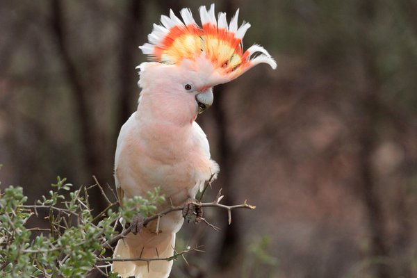 Photograph of a pink cockatoo (Lophochroa leabeateri leadbeateri) at Mt. Hope, NSW. Photograph by Corey Callaghan.
