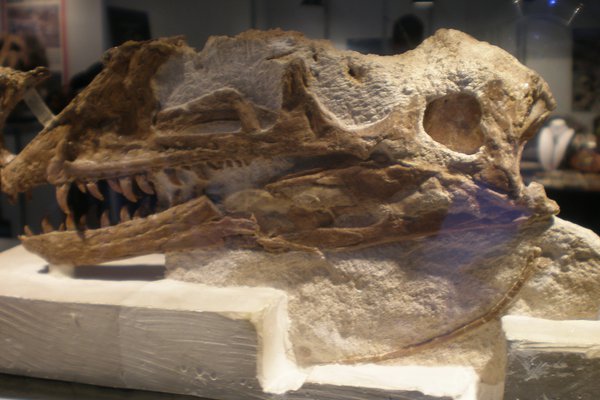 Proceratosaurus bradleyi