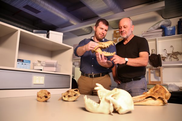 Professor Kris Helgen and Professor Tim Flannery studying various mammal specimens.