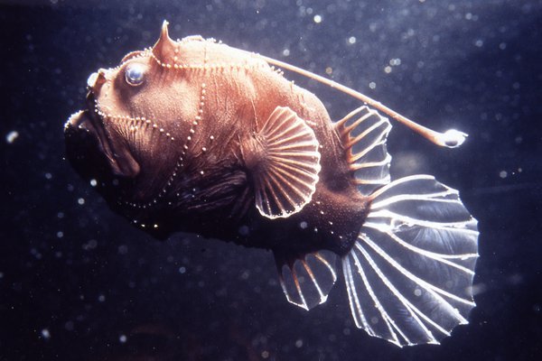 A deepsea anglerfish, <i>Bufoceratias wedli</i>