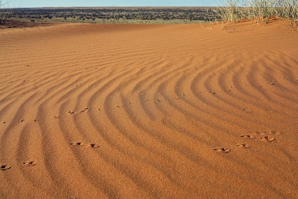 Simpson Desert Expedition 2015