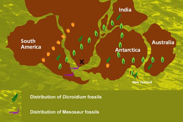 gondwana fossil map
