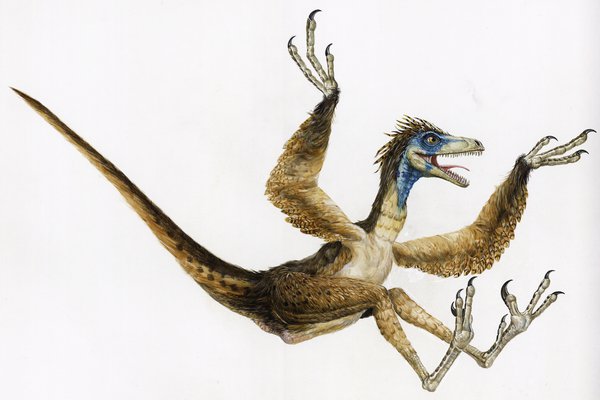 Sinornithosaurus.