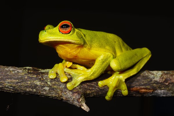 Australian Red-eyed Tree Frog