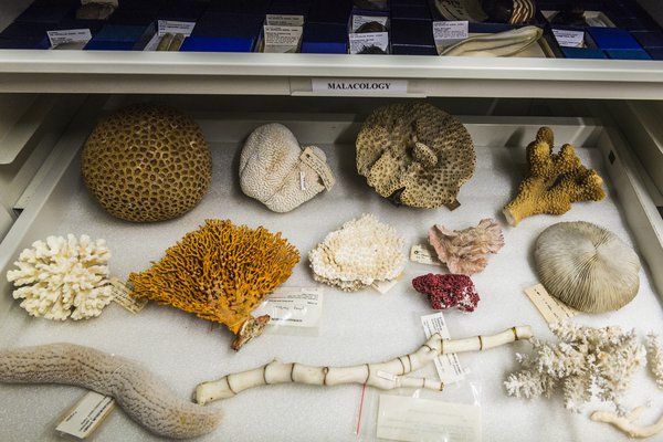 Marine Invertebrates Collection Area 2018