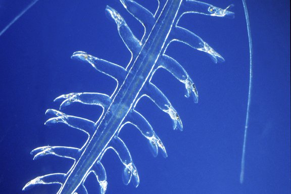 Planktonic Polychaete worm