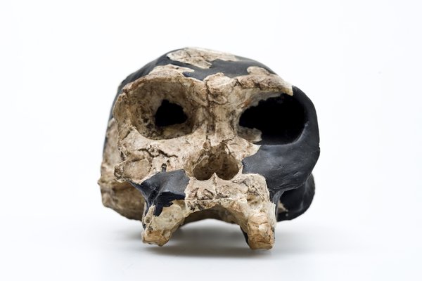 Homo habilis skull front view