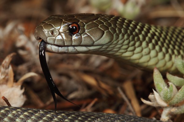 Mulga Snake Pseudechis australis