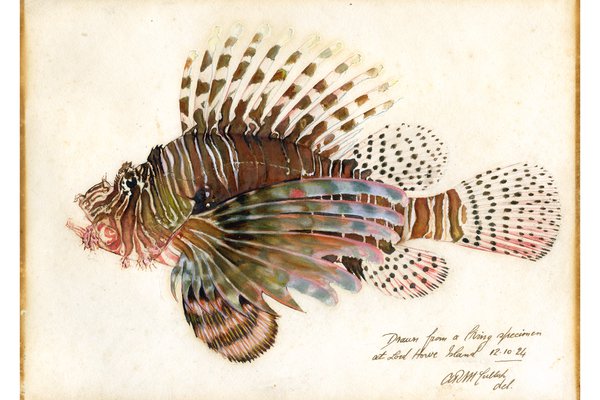 Lion Fish drawing