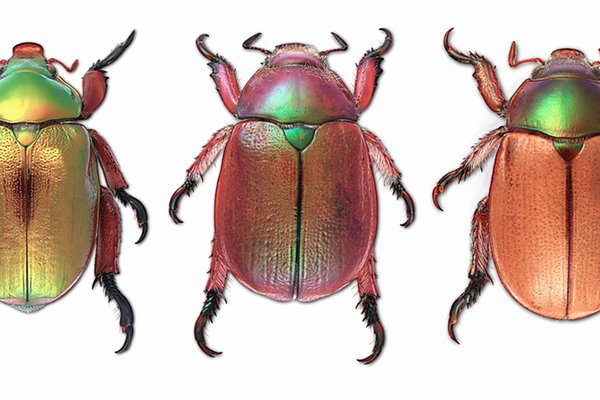 Christmas beetles