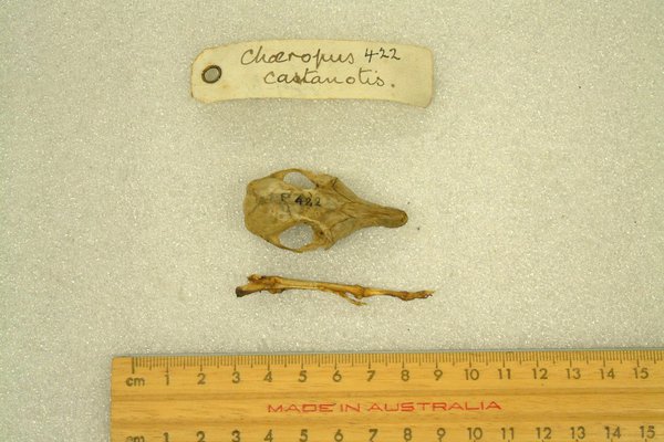 Pig-footed Bandicoot Skull