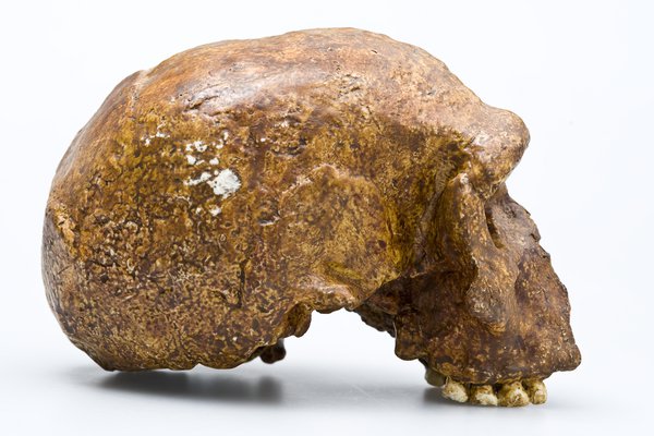 Steinheim skull - Homo heidelbergensis