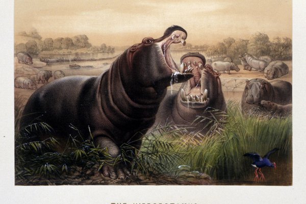 'The Hippopotamus' by Josef Wolf