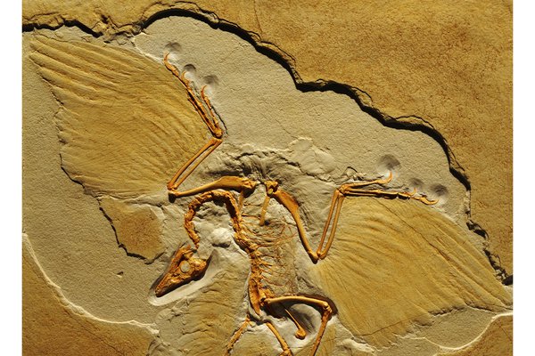 Archaeopteryx  lithographica