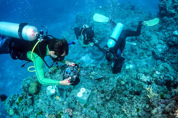 Researchers underwater at Lizard Island.