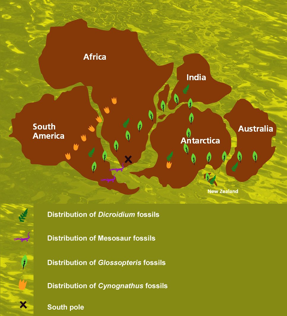 gondwana fossil map
