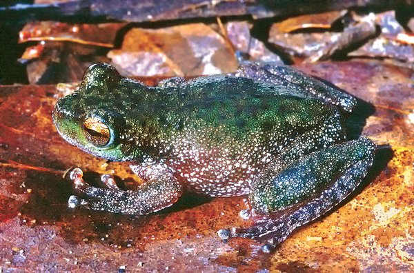 Wanted Frog Species - FrogID