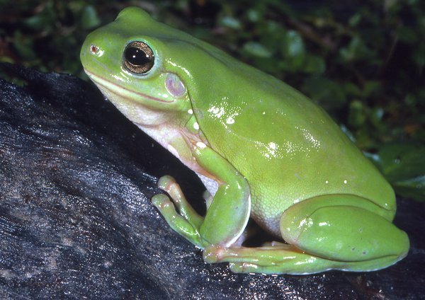 Green Tree Frog, Litoria caerulea